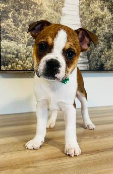 Adorable Boston Terrier X Jack Russell Puppies! - Photo 2
