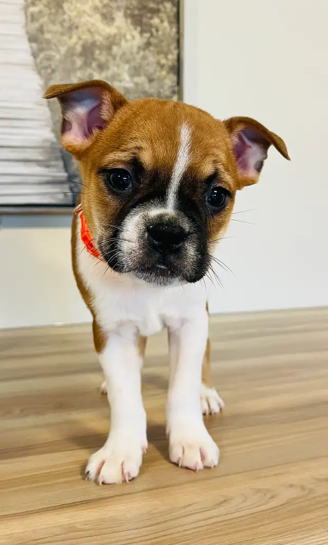 Adorable Boston Terrier X Jack Russell Puppies! - Photo 3