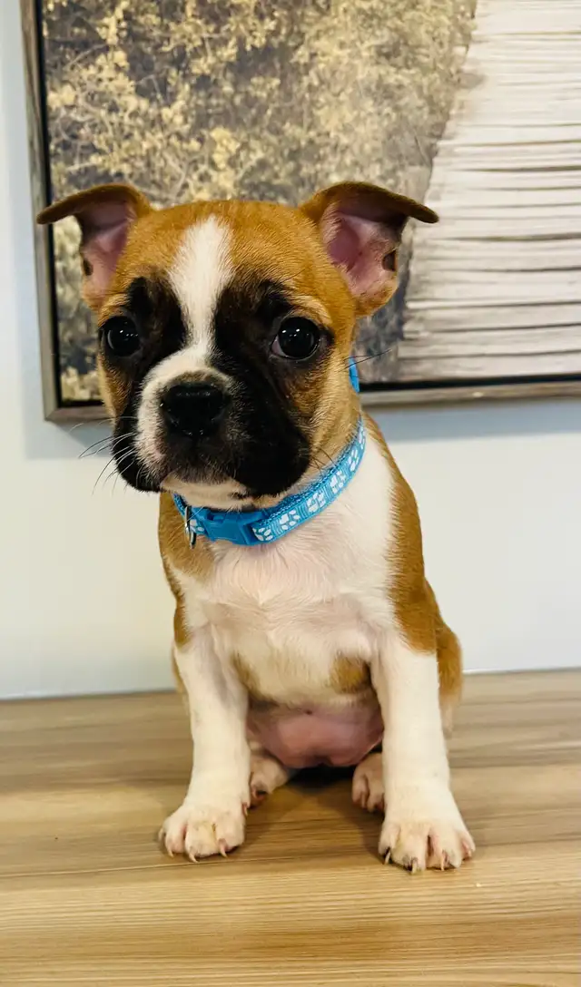 Adorable Boston Terrier X Jack Russell Puppies! - Photo 4