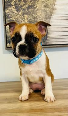 Adorable Boston Terrier X Jack Russell Puppies! - Photo 4