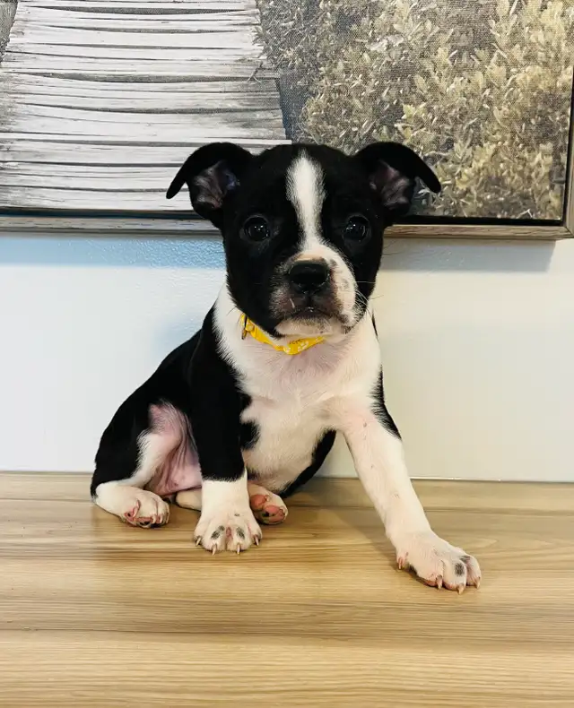 Adorable Boston Terrier X Jack Russell Puppies! - Photo 5
