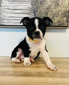 Adorable Boston Terrier X Jack Russell Puppies! - Photo 5