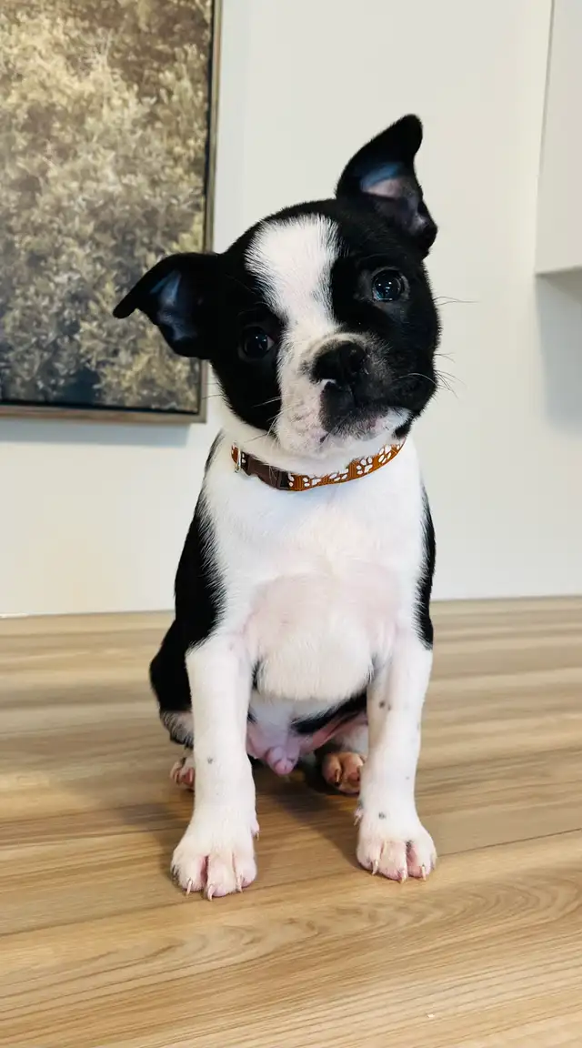 Adorable Boston Terrier X Jack Russell Puppies! - Photo 6