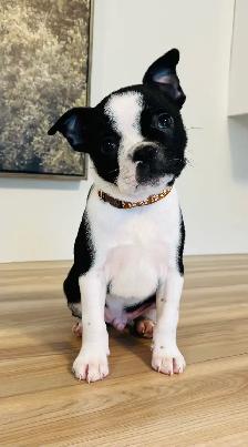 Adorable Boston Terrier X Jack Russell Puppies! - Photo 6