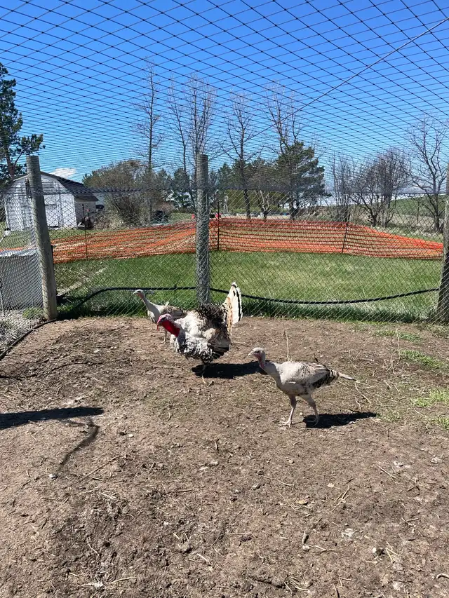 Adult turkeys and various chicks for sale