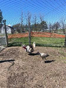 Adult turkeys and various chicks for sale