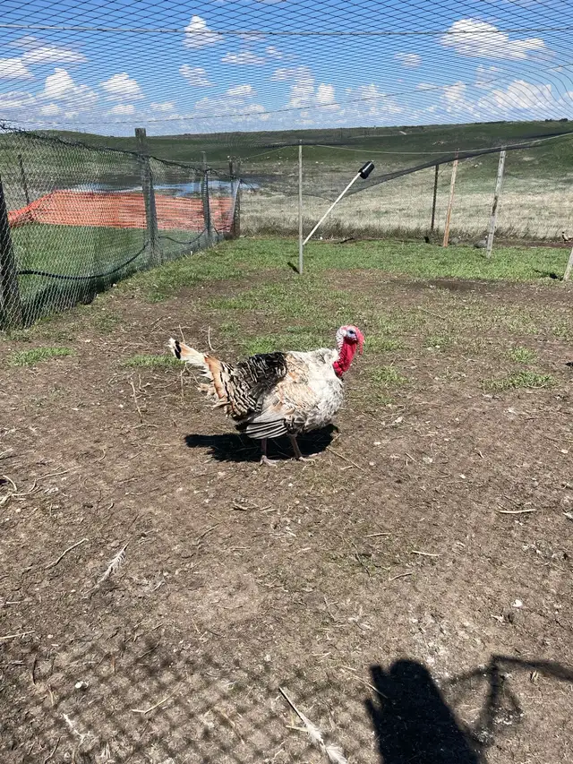 Adult turkeys and various chicks for sale - Photo 2
