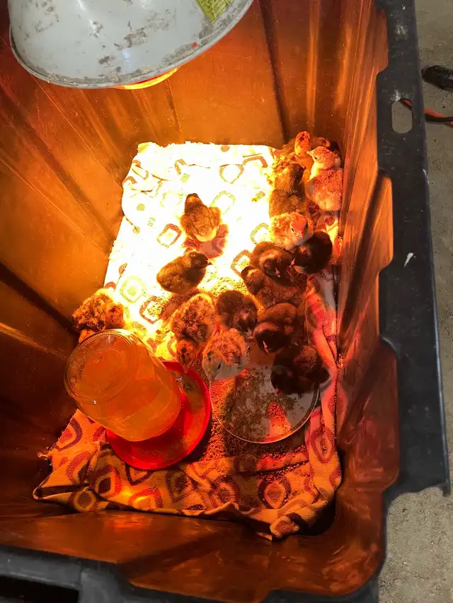 Adult turkeys and various chicks for sale - Photo 3