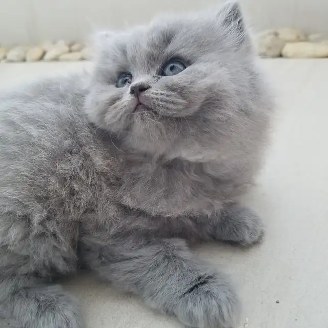 Scottish Straight longhair  Blue kitten registered in CCA/AFC - Photo 2