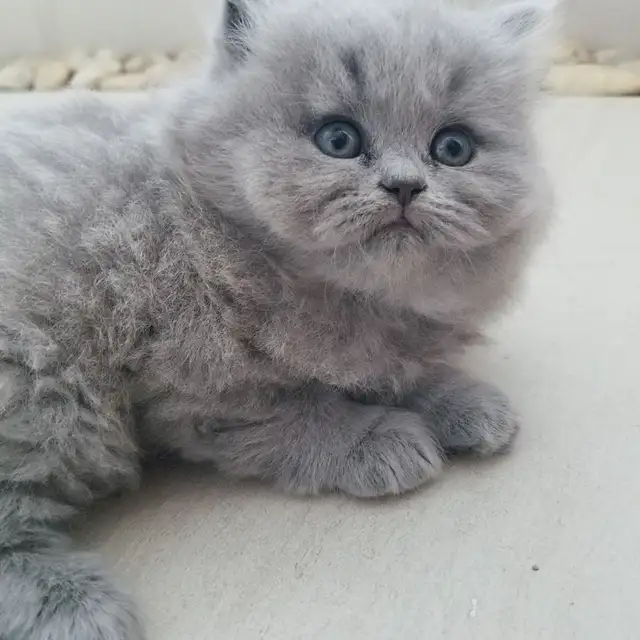 Scottish Straight longhair  Blue kitten registered in CCA/AFC - Photo 3