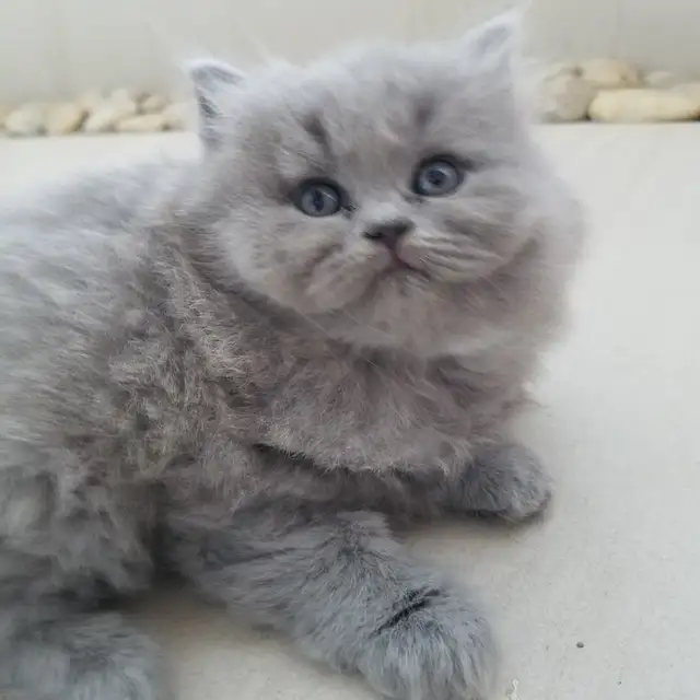 Scottish Straight longhair  Blue kitten registered in CCA/AFC - Photo 7