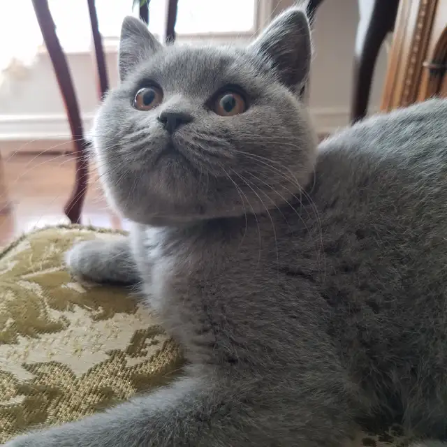 Scottish Straight longhair  Blue kitten registered in CCA/AFC - Photo 9