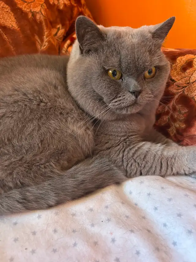 Scottish Straight longhair  Blue kitten registered in CCA/AFC - Photo 10