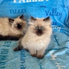 Himalayan kittens