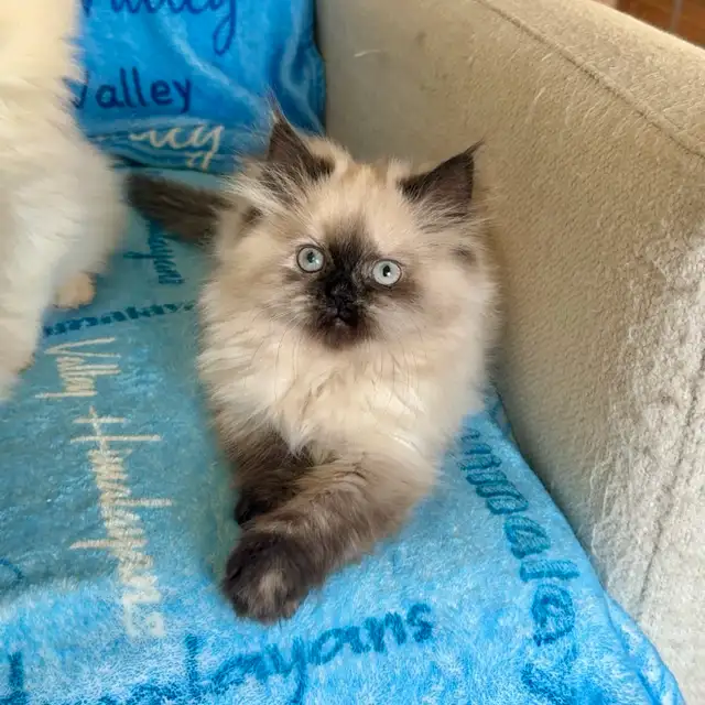 Himalayan kittens - Photo 2