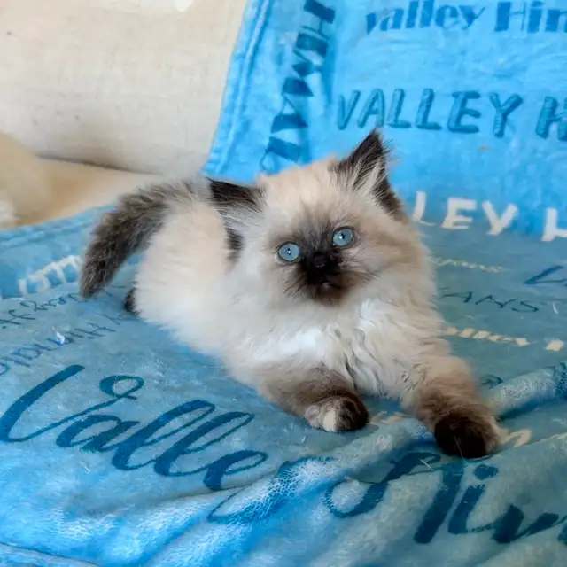 Himalayan kittens - Photo 3