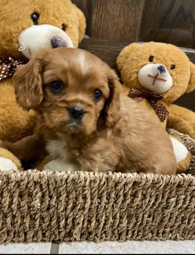 Cavalier King Charles