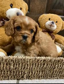 Cavalier King Charles