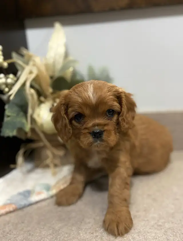 Cavalier King Charles - Photo 2