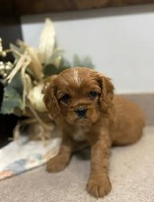 Cavalier King Charles - Photo 2