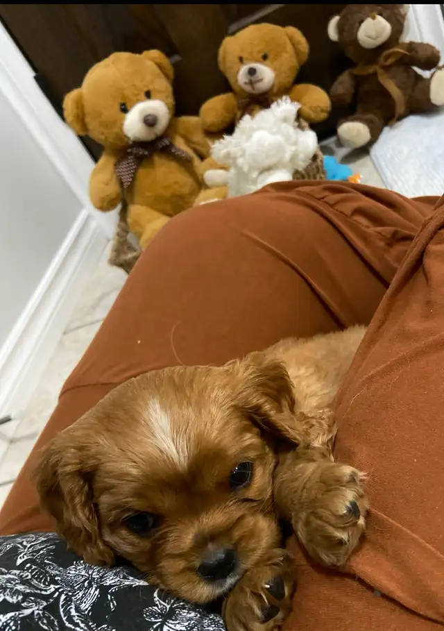 Cavalier King Charles - Photo 3