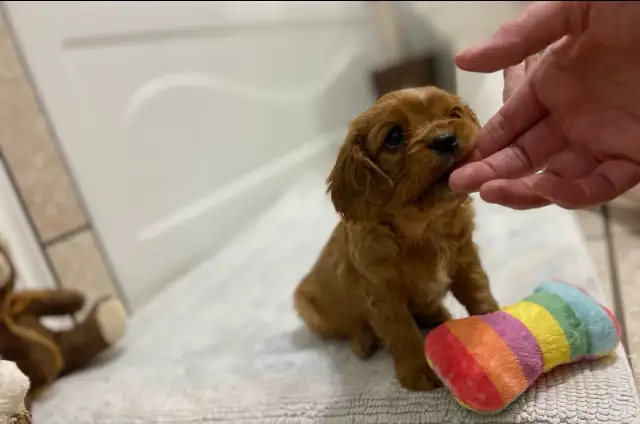 Cavalier King Charles - Photo 4