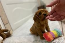 Cavalier King Charles - Photo 4