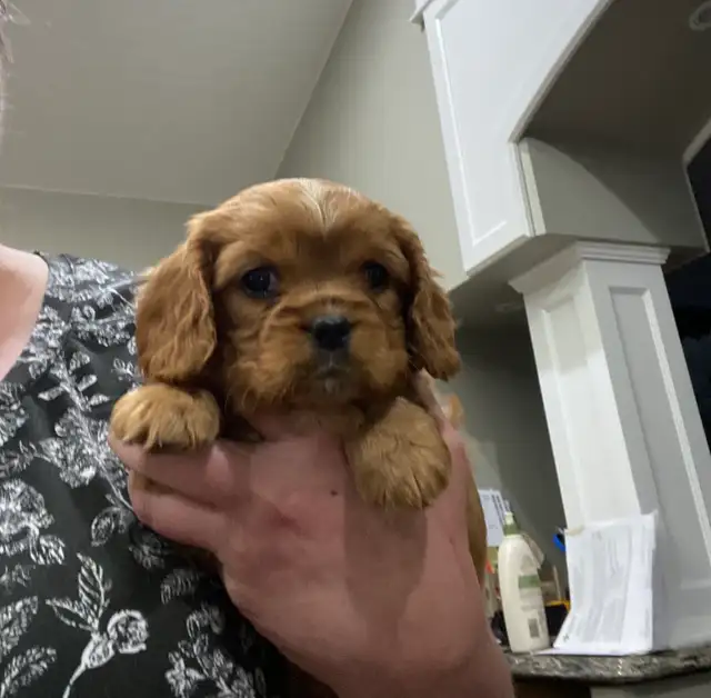 Cavalier King Charles - Photo 5