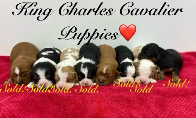Cavalier King Charles - Photo 6