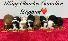 Cavalier King Charles - Photo 6