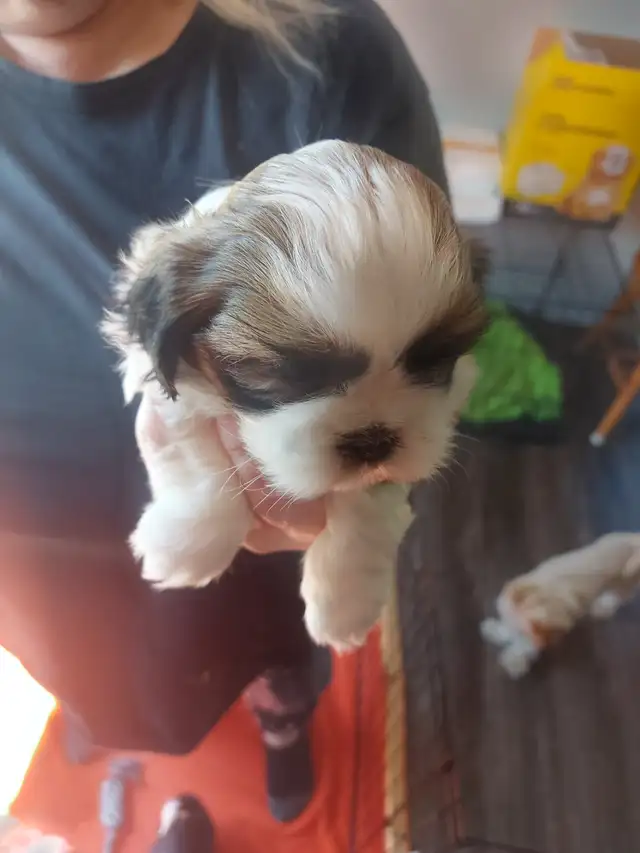 Shihtzu puppy's