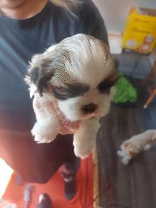 Shihtzu puppy's