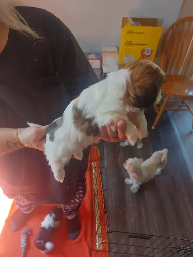 Shihtzu puppy's - Photo 2