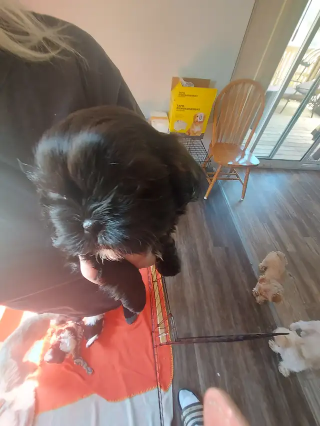 Shihtzu puppy's - Photo 3
