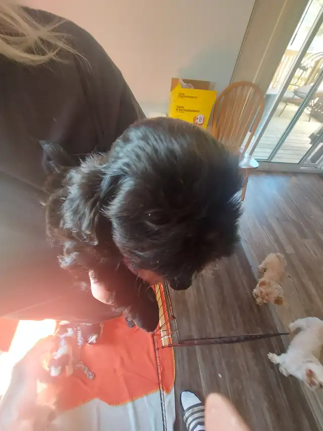 Shihtzu puppy's - Photo 4