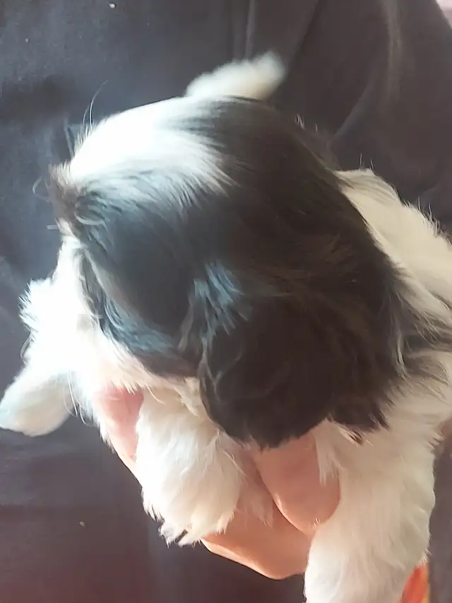 Shihtzu puppy's - Photo 5