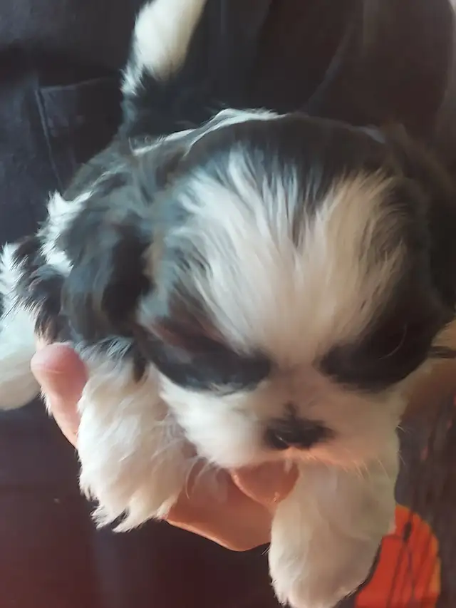 Shihtzu puppy's - Photo 6