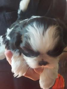 Shihtzu puppy's - Photo 6