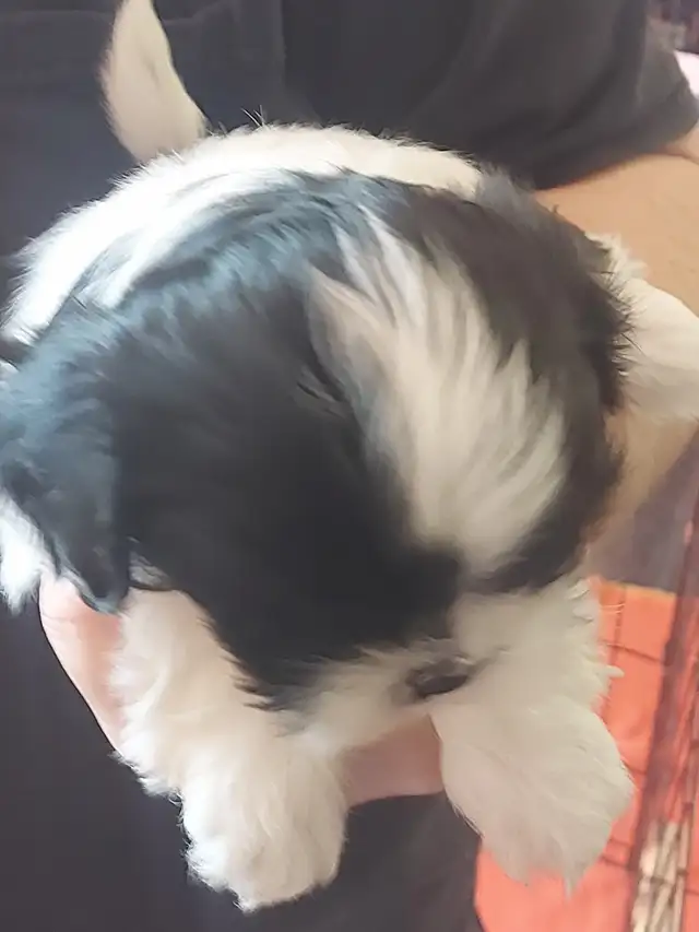Shihtzu puppy's - Photo 7