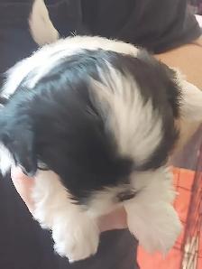 Shihtzu puppy's - Photo 7