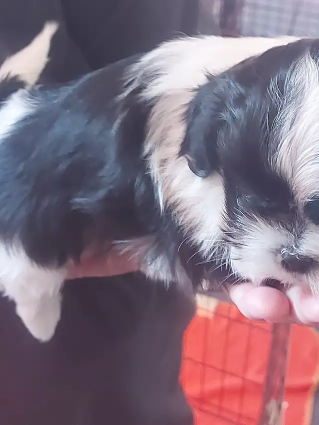 Shihtzu puppy's - Photo 8