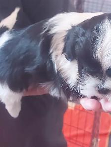 Shihtzu puppy's - Photo 8