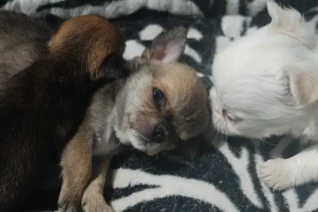 chihuahuas femelles et mâles
