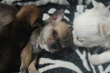 chihuahuas femelles et mâles