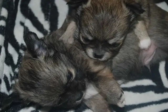 chihuahuas femelles et mâles - Photo 2