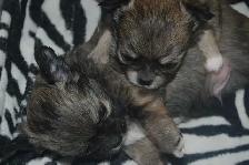 chihuahuas femelles et mâles - Photo 2