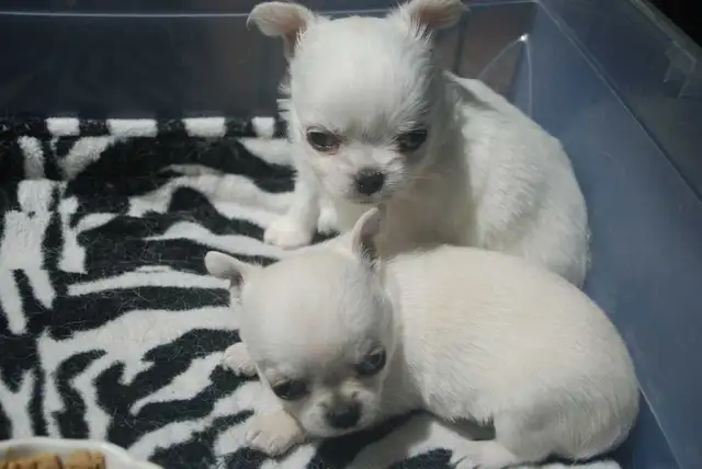 chihuahuas femelles et mâles - Photo 3