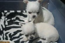 chihuahuas femelles et mâles - Photo 3