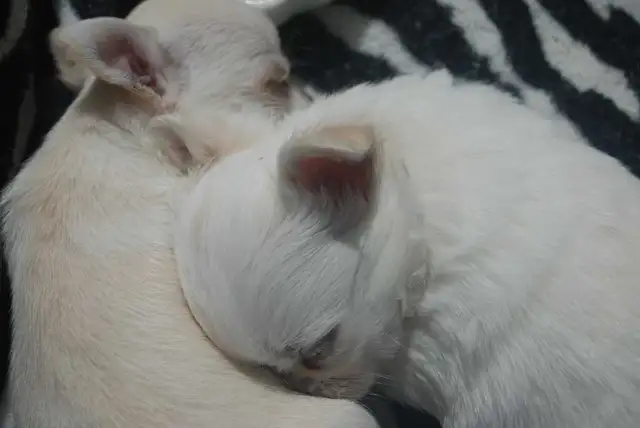 chihuahuas femelles et mâles - Photo 4
