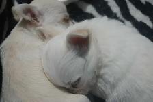 chihuahuas femelles et mâles - Photo 4